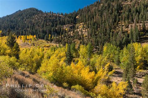 Turning Aspens And Fall Colors Mineral King California Sequoia