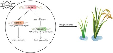 Frontiers Simyb Confers Drought Stress Tolerance In Transgenic Rice