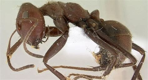 The Most Unique Ants Species With Unbelievable Abilities