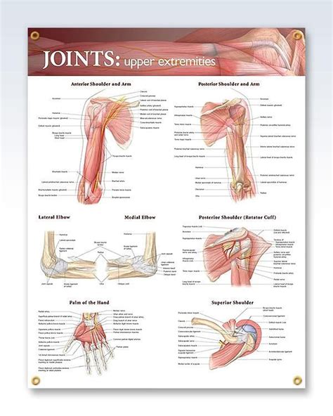 Joints Upper Extremities Chart 20x26 Anatomy Muscle Anatomy Human