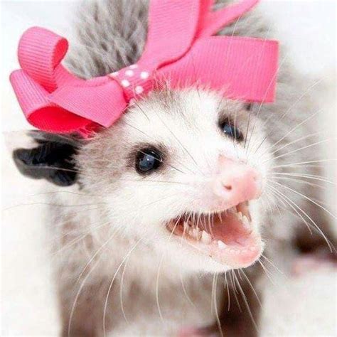 18 Times Opossums Nailed The Art Of Being Adorable Baby Possum