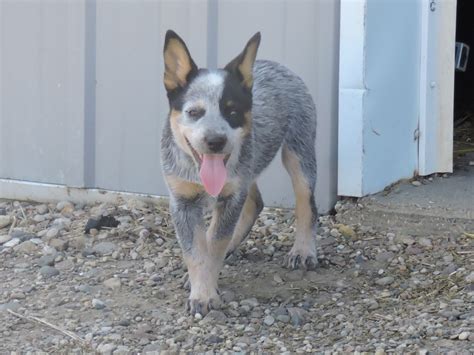 Blue And Red Heeler Puppies