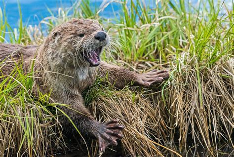 Five Fun Facts About River Otters Estes Valley Spotlight