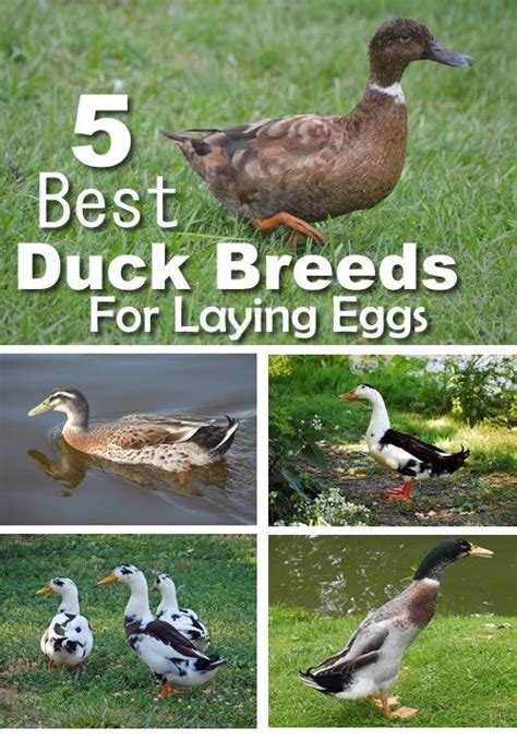 5 Best Duck Breeds For Eggs In 2020 Duck Breeds Chickens Backyard