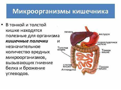 Эрозия в двенадцатиперстной кишке диета