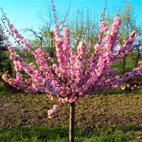Flowering cherry trees are quick growing and can reach final height of 25 feet in about 10 to 12 years. Large 5-6ft - Prunus triloba - Double Flowering Cherry ...