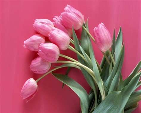 Pink Tulip Wallpapers Wallpaper Cave