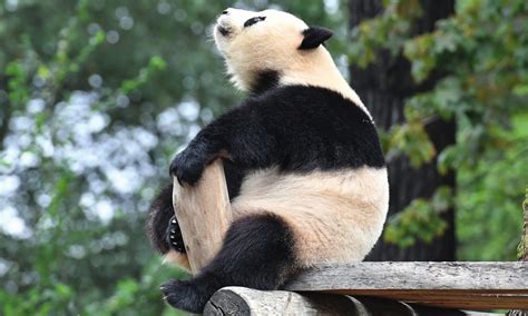 The Ultimate Collection of 999+ Stunning Panda Images in Full 4K