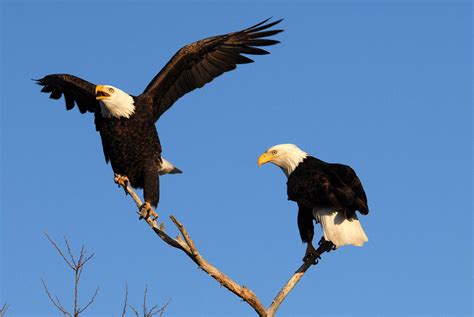 Free Picture Pair Bald Eagles Branch