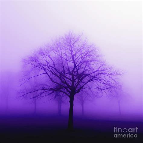 Purple Mist Photograph By Kafra Art Fine Art America