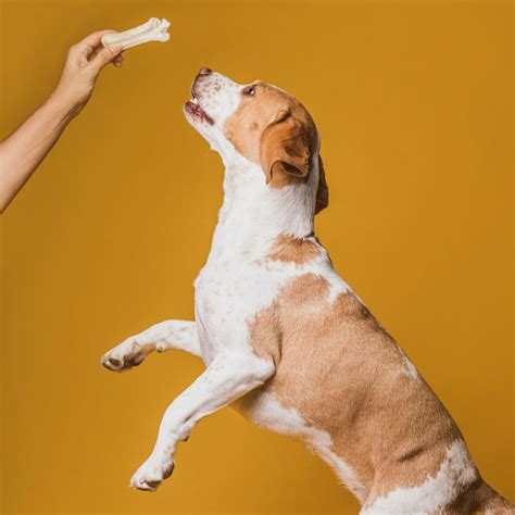 Free Photo Happy Dog Jumping To Reach Bone
