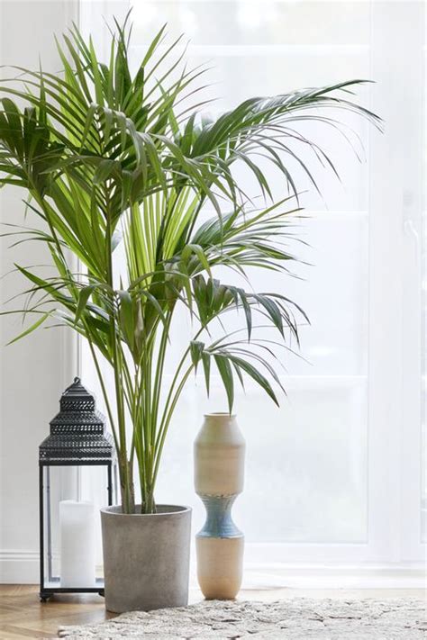 15 Oversized House Plants Best Tall House Plants To Buy Online