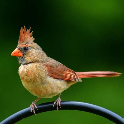 Female Cardinal By Ricky Sorrells Vertebrates Bird Species Birds