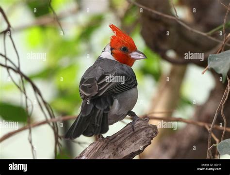South American Red Crested Cardinal Paroaria Coronata Found In