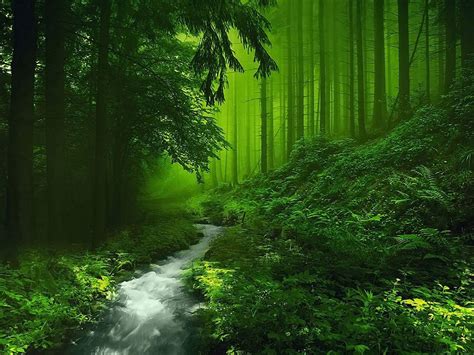 Green Nature Deep Forest River Wallpapers Hd Desktop