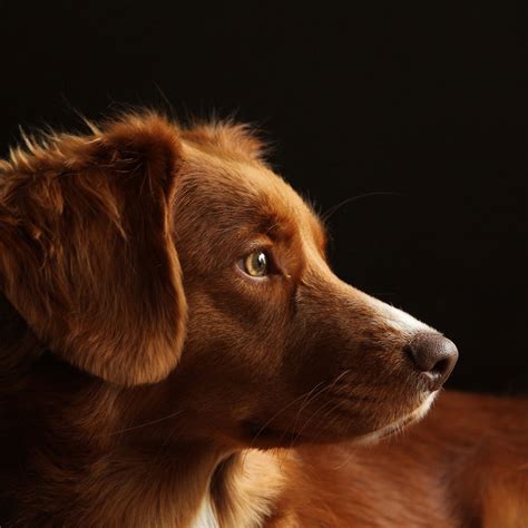 Check spelling or type a new query. Rasseportrait: Nova Scotia Duck Tolling Retriever (Toller ...