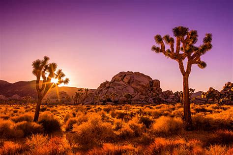 Joshua Tree Pictures Images And Stock Photos Istock