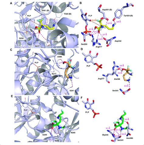 Three Dimensional Model Of The Representative Binding Modes Of L DFMO