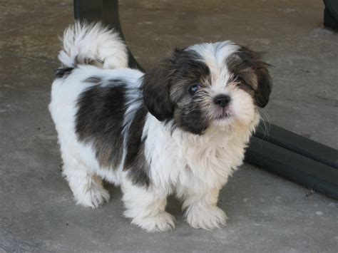 Perro Shih Tzu Mercadomx