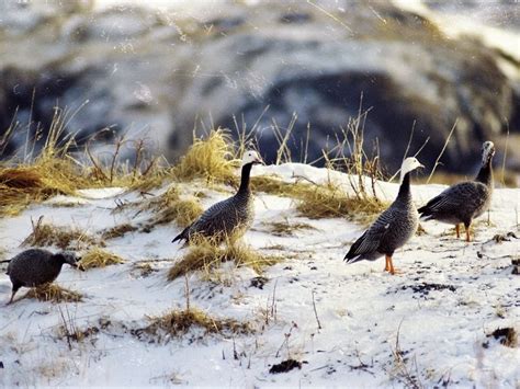 Endangered Emperor Geese Smithsonian Photo Contest Smithsonian Magazine