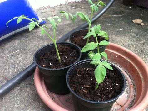 How To Grow Tomato Plants From Cuttings