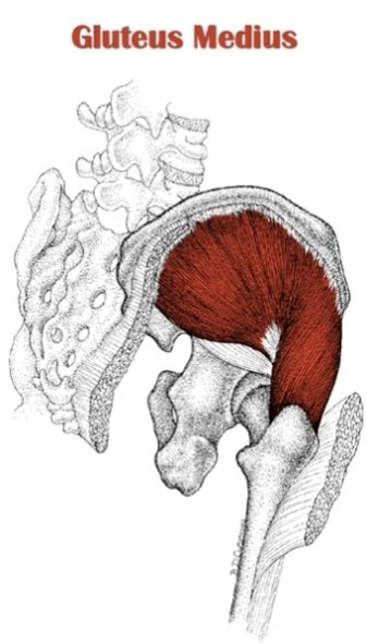 The Definitive Guide To Gluteus Medius Anatomy Exercises And Rehab