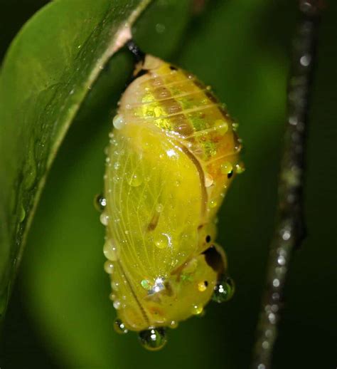 How To Grow A Butterfly Pupa Best Farm Animals