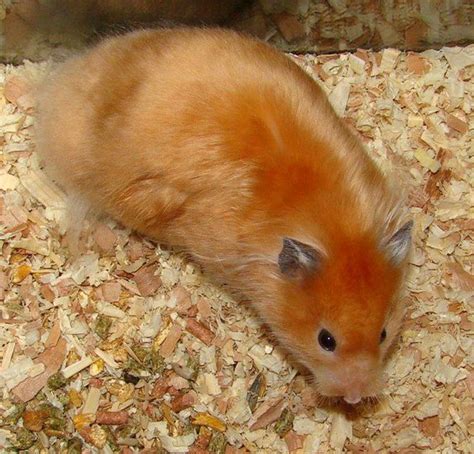 give your syrian hamster an amazing life [facts guide]