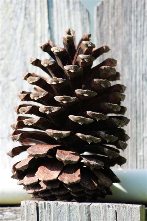 Huge Pine Cone Free Stock Photo Public Domain Pictures
