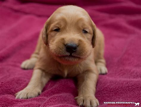 Orange Golden Retriever Golden Retriever Puppy Cute Animals