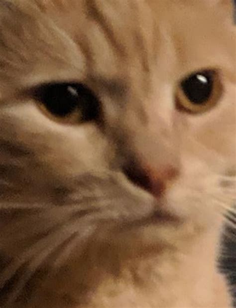Cute Pfp For Discord Cat We Also Have Cute Cat Emotes Porn Sex Picture