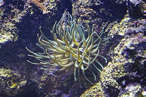 Condylactis Sea Anemone Taxonomy Kingdom Animalia