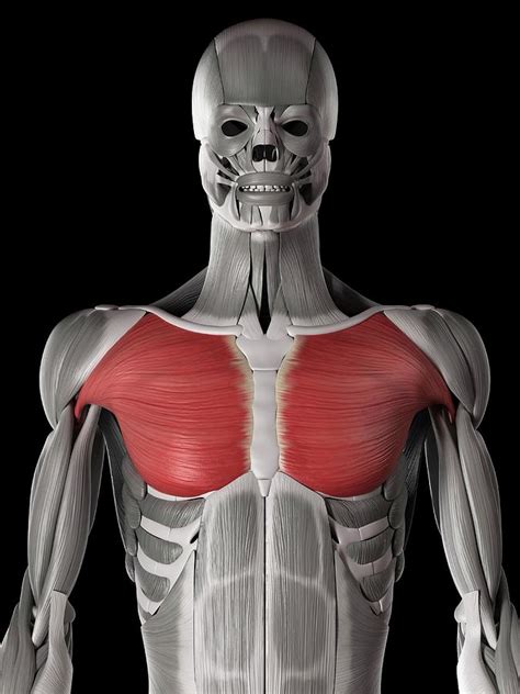 Human Chest Muscles Photograph By Sebastian Kaulitzki Fine Art America