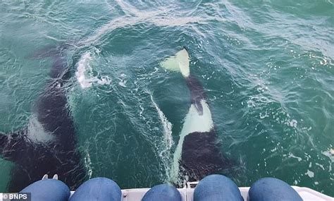 Killer Whales Ramming Boats In The Atlantic Are Learning Dangerous