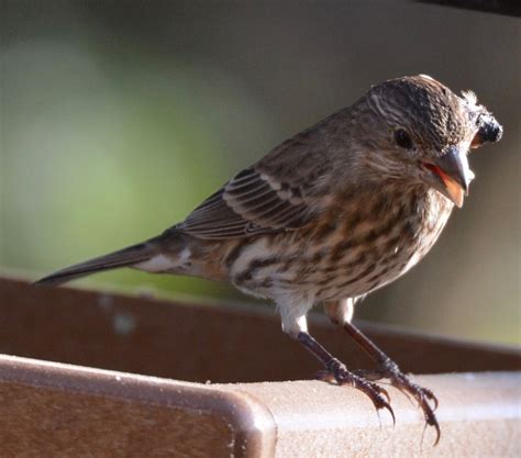 House Finches With Eye Disease Feederwatch