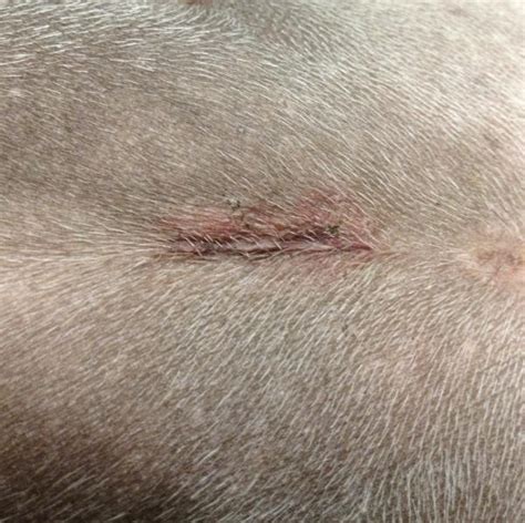 Most cats will try to lick or sniff the incision area. Stitches After Spaying A Dog | www.imgarcade.com - Online ...