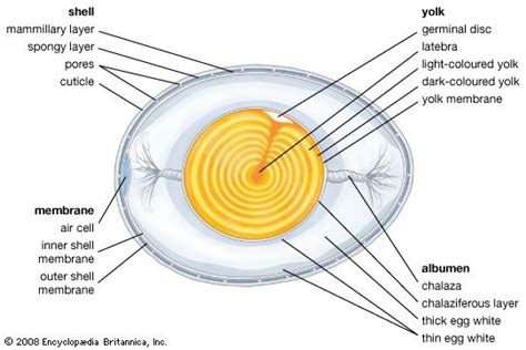 Egg Definition Characteristics And Nutritional Content Britannica