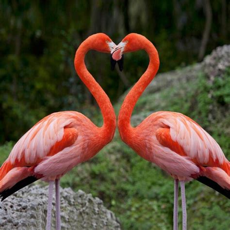 Flamingos Join Heads To Create A Heart Pretty Birds Love Birds