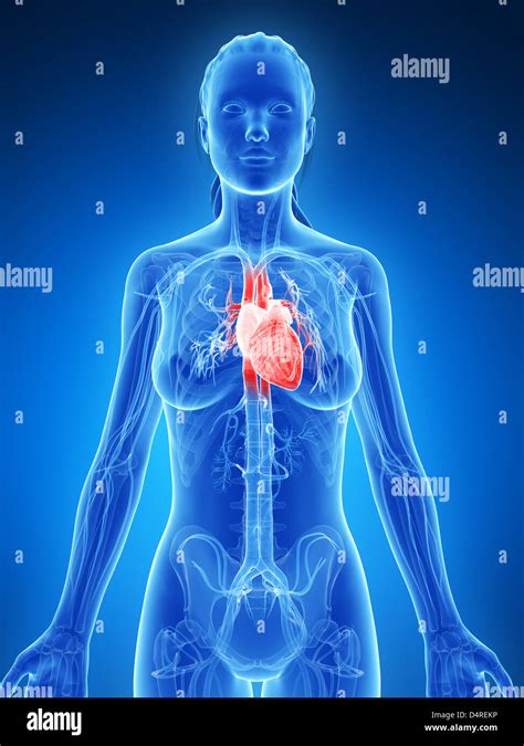 Highlighted Female Heart Stock Photo Alamy