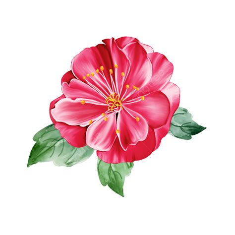 Hand Painted Flower Vector Cut Free Camellia Plant Elements Hand