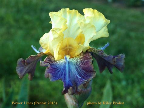 Studying space offers us a chance to understand and appreciate the complex requirements of this technology. World of Irises: Space Age Iris of the Early 21st Century