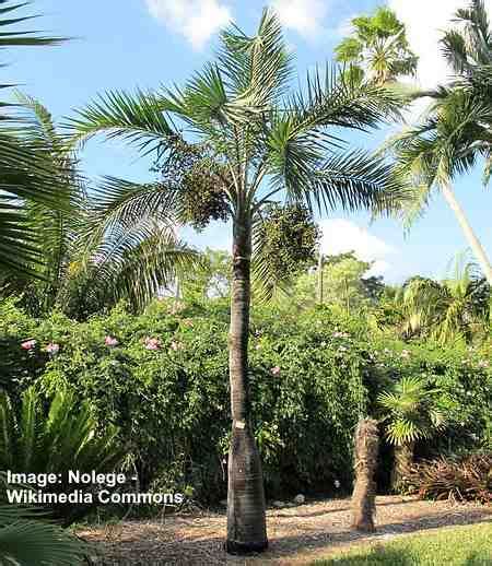 31 Types Of Palm Trees In Florida With Pictures And Names