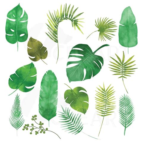 Palm Leaves Watercolor Clip Art Pack Tropical Leafs Collection Png
