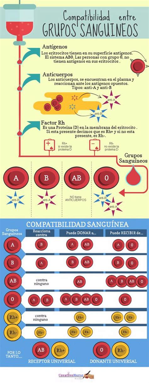 Los Grupos Sanguíneos ¿cuantos Tipos De Sangre Existen Infografías