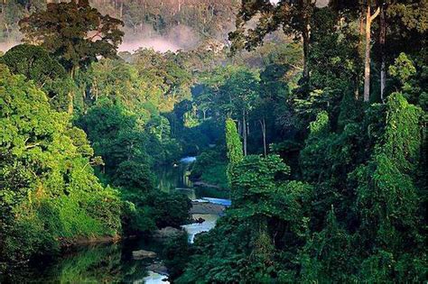 1 Amazon Rainforest Of South America The Seven Natural Wonders Of