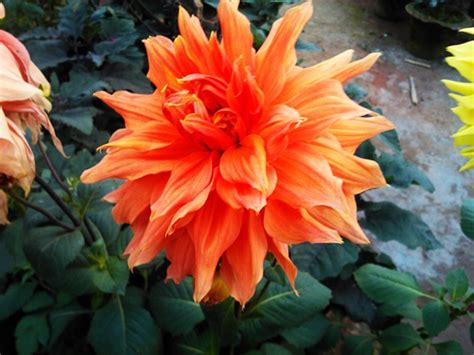Maybe you would like to learn more about one of these? Tips for Growing Dahlia Flowers | Gardening | Hudson ...