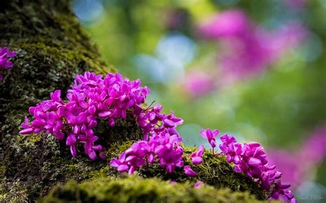 Spring Mountain Flowers Purple Color Desktop Wallpaper Hd Resolution