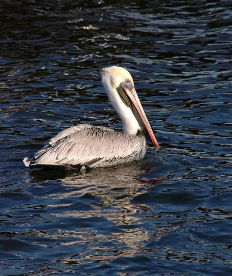 Pelican Floating On Water Free Stock Photo Public Domain Pictures