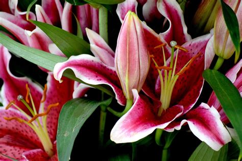 Pictures Of Different Types Of Lilies Thatll Simply Hypnotize You
