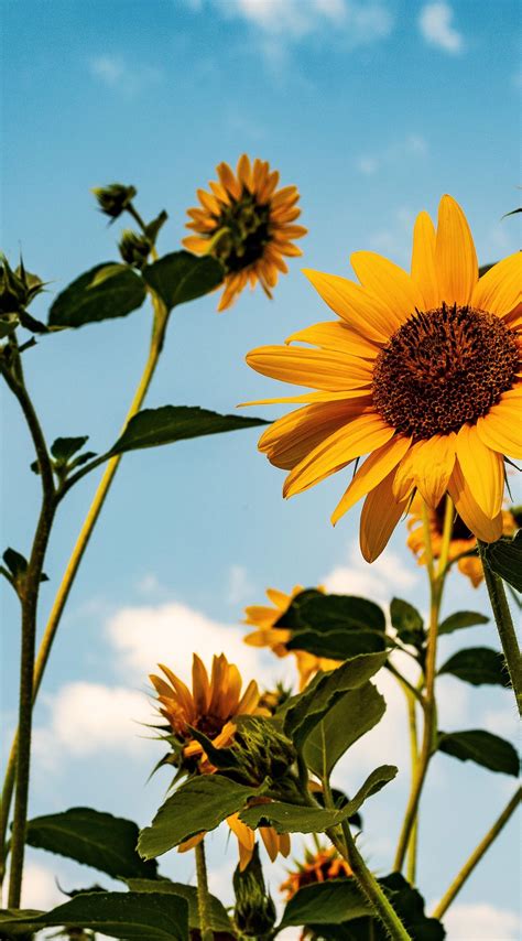 Sunflower Manzara Fotoğrafçılığı Manzara Boyama Sevimli Duvar Kağıtları